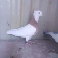 کفتر فروشی|پرنده|شیروان (خراسان), |دیوار