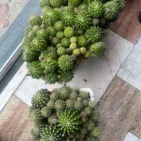 فروش دو کاکتوس همراه با گلدان