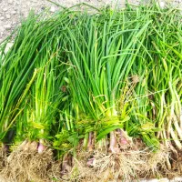 پیازچه تازه