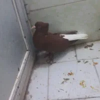 کبوتر|پرنده|سبزوار, اسلام آباد|دیوار