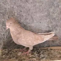 کله ای تاجی