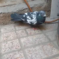 کبوتر|پرنده|مشهد, ایثار|دیوار