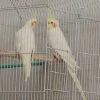 یک جفت عروس هلندی با ۵ تخم