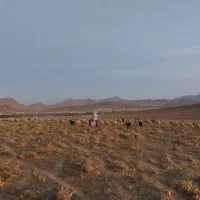 به یک چوپان کار بلد نیازمندیم