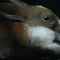 خرگوش|موش و خرگوش|دزفول, |دیوار