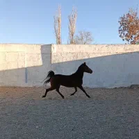 یک راس مادیان کردبهمراه ۲ راس کره  مدرک دار|اسب و تجهیزات اسب‌سواری|گلپایگان, |دیوار