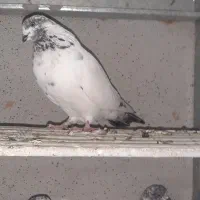 کله دم سبز|پرنده|رومشکان, |دیوار