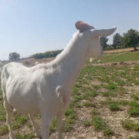 بز سانن|حیوانات مزرعه|جرقویه, |دیوار