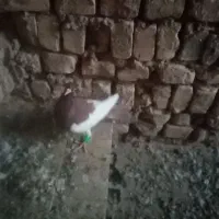 یهودی|پرنده|فرح دشت, |دیوار