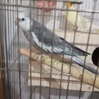 جفت عروس هلندی