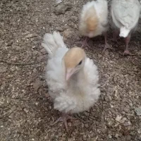 جوجه بوقلمو ۳۵ روزه