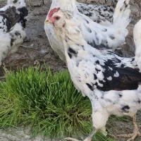 تخم مرغ گلین|حیوانات مزرعه|شیراز, شهرک بهار|دیوار