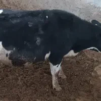 فروش ۴راس گاو شکم اول و آبستن|حیوانات مزرعه|بربرود, |دیوار