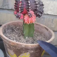 فروش ویژه کاکتوس مناسب هدیه|گل و گیاه طبیعی|شیراز, لاله|دیوار