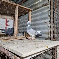 ماده پلاکی|پرنده|مرودشت, ابوذر شمالی‎|دیوار