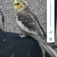 یک عروس هلندی گمشده محدوده بلوار شکیب پشت صحرا باغ