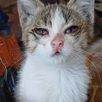 واگذاری بچه گربه 2 ماهه