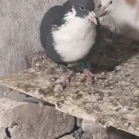 کبوتر|پرنده|سربیشه, |دیوار