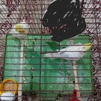 فروش عروس هلندی لوتینونروماده