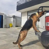 سگ ژرمن شیپر پلیس|سگ|شیراز, قلات|دیوار