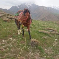 اخته ۸ ساله ( یخته) سیلوانا معاوضه با موتور سیکلت