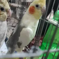 عرول هلندی|پرنده|اردبیل, |دیوار