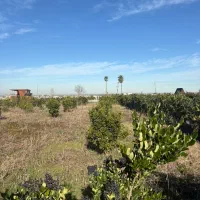 زمین-120م-داخل-شهرک-سندتک-برگ-قابل-ساخت-محمودابار