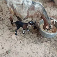 بزکوهی.|حیوانات مزرعه|شوش, |دیوار