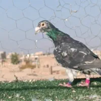 تعداد آلمانی و کرمانی|پرنده|بیرجند, |دیوار