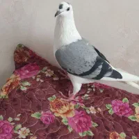 کفتر به شرط هوا وتخم جوجه