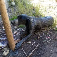 سگ شکاری|سگ|رشت, لاکان شهر|دیوار