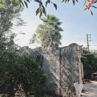 درخت پالم واشنگتن ۱۲ ساله