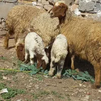 میش بره جوان شکم دوم تکی و باهم