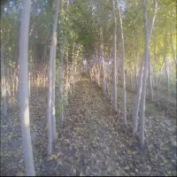 خریدار چوب صنوبر خریدار باغ چوب انواع باغ چوب