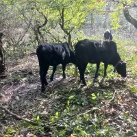 گاوشکم دار|حیوانات مزرعه|اسالم, |دیوار