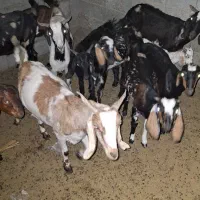 بز گیسه فروشی با قیمت مناسب|حیوانات مزرعه|کهنوج, |دیوار