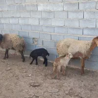 میش بره دار شیشک|حیوانات مزرعه|بجنورد, |دیوار