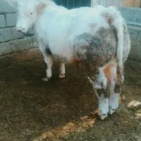 گوساله شاروله