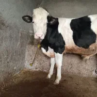 فروش گوساله نر دامازدغ