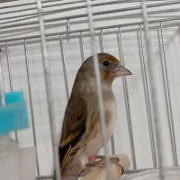 سهره قناری نر