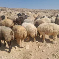 میش وشیشک داشتی ابستن|حیوانات مزرعه|شیراز, شهرک امیر کبیر|دیوار