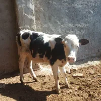 گوساله نر سیمنتال