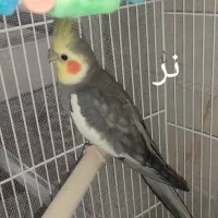 عروس هلندی بهمراه قفس