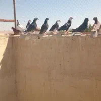 کفتر|پرنده|آران و بیدگل, |دیوار