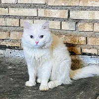 گربه پرشین|گربه|دزفول, |دیوار