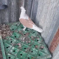 پشت زرد کاکلی و شاخدار نر