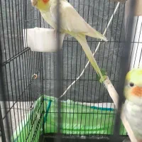 عروس پاریس معاوضه با قناری