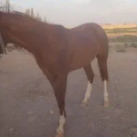 کره مادیان درشور