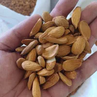 خریدار ارقام بادام بصورت نقدی بالاترین قیمت|خدمات باغبانی و درختکاری|شهرکرد, |دیوار