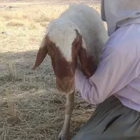 قوچ اصیل سنجابی به شرط
